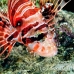 lionfish_spotfin_nus_h_0705_png1768.jpg